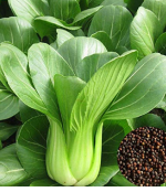 Vegetable Seeds