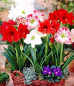 Bulbs