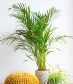 Plants