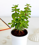 Indoor Plants