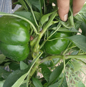 Capsicum Seeds