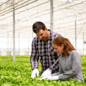How to grow green apple