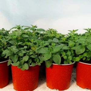 Menta