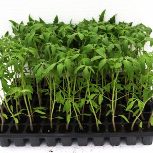 Cherry tomatoes seedlings